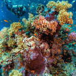Diving Red Sea Egypt.jpg