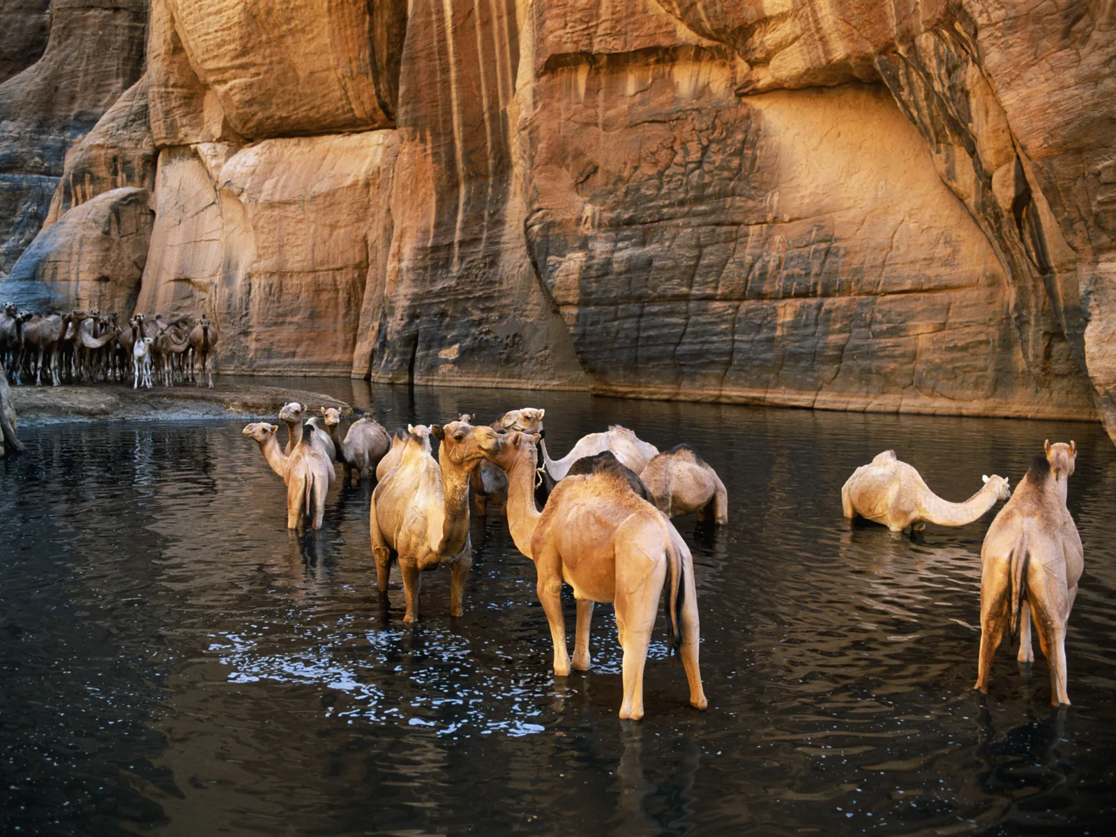 chad camels cr getty