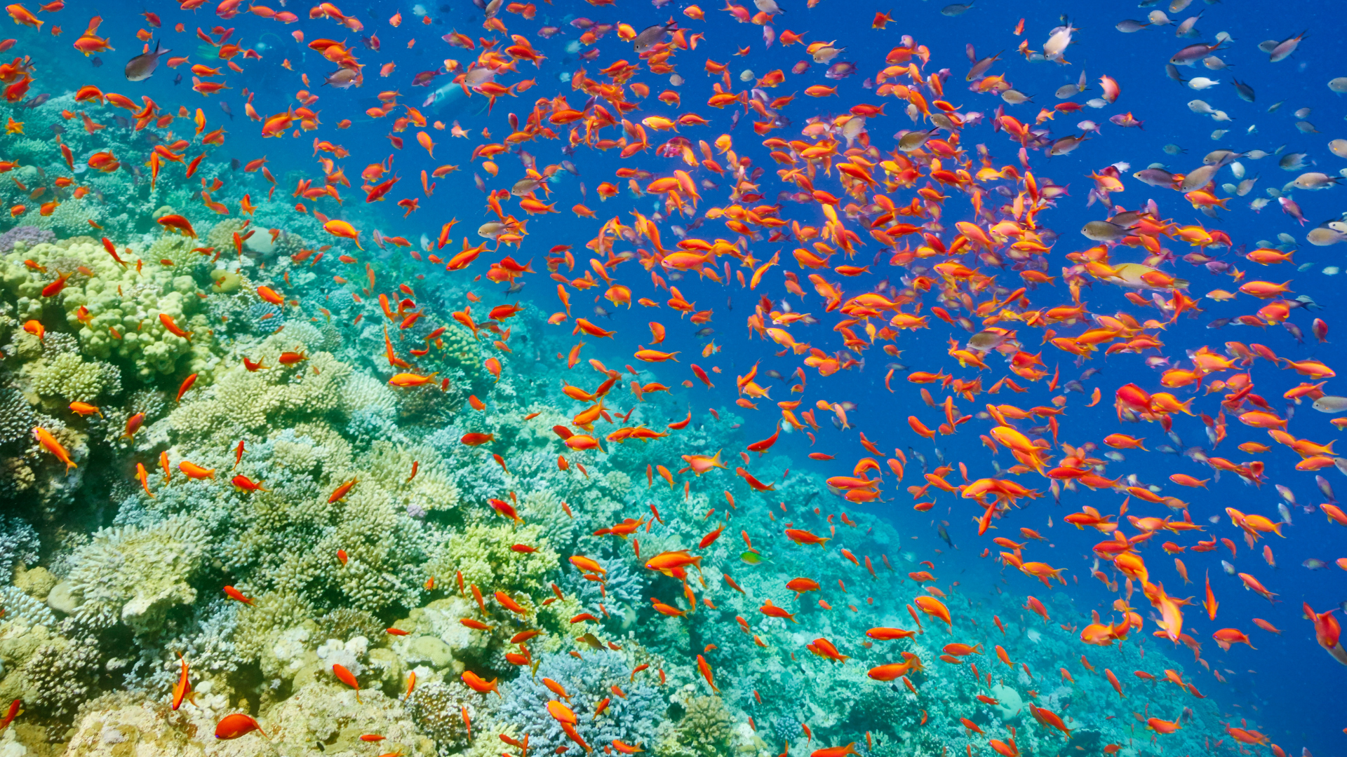 Red Sea 3