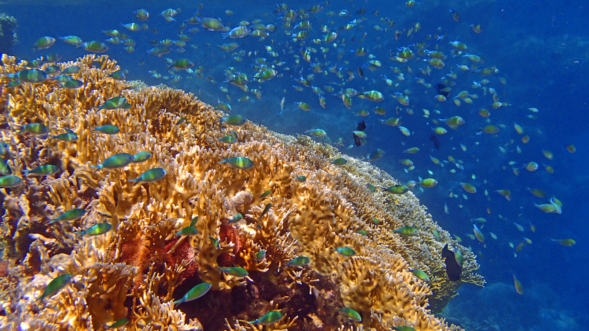 Red Sea 7